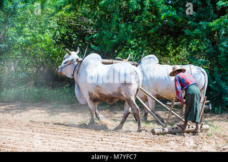Burmese farmer plowing with oxen in village near Bagan Myanmar Stock Photo