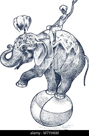 Circus elephant. African Wild animal on the ball. Show at the zoo. Engraved sketch hand drawn in vintage style. Stock Vector