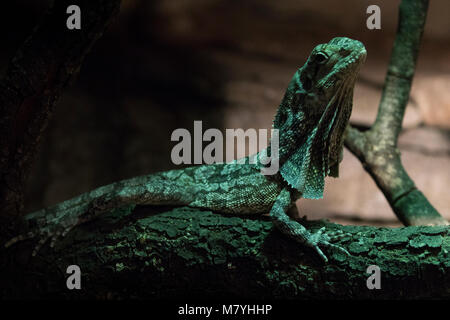 Frilled Lizard in a terrarium Stock Photo