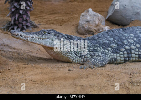 Female niles crocodile resting in the sand Stock Photo