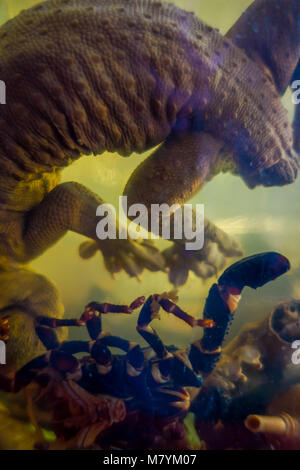 Close up of a gecko inside of whiskey flask, prepared by locals on an island off the coast of Laos, at the Golden Triangle Special Economic Zone Chinatown Stock Photo