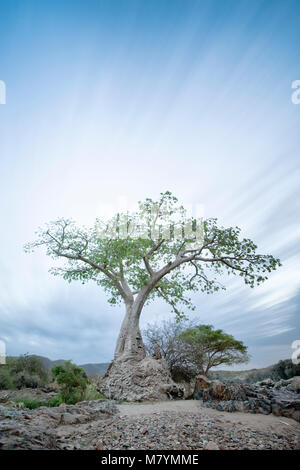Baobab tree on edge of Epupa Falls Stock Photo