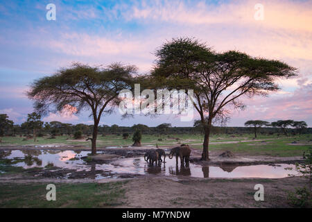Elephants drinking at a waterhole at sunset. Stock Photo