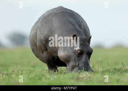 Hippo in Chobe National Park, Botswana Stock Photo