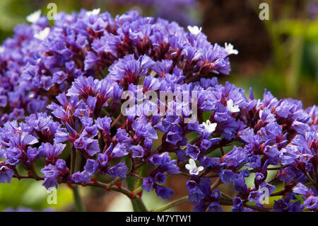Sydney Australia, Perez's sea lavender flowers Stock Photo