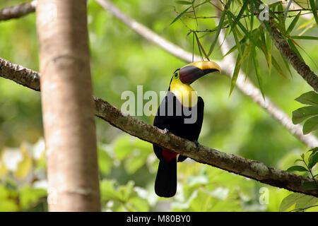 Wild Chestnut-mandibled Toucan (Ramphastos swainsonii) sitting on a branch in the rainforest near Tarcoles on the West coast of Costa Rica. Stock Photo