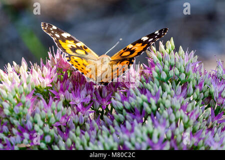 Butterfly take-off Stock Photo