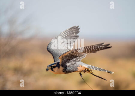 Captive Aplamado Falcon, (Falco femoral), being exercised.  Quebradas Backcountry Byway, Socorro co., New Mexico, USA. Stock Photo