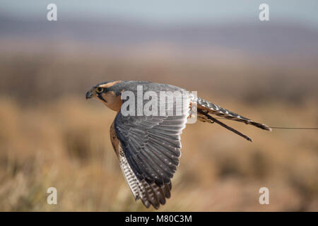 Captive Aplamado Falcon, (Falco femoral), being exercised.  Quebradas Backcountry Byway, Socorro co., New Mexico, USA. Stock Photo