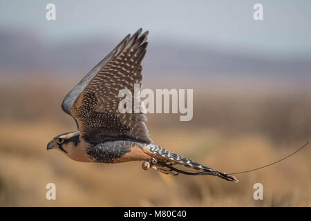 Captive Aplamado Falcon, (Falco femoral), being exercised.  Quebradas Backcountry Byway, Socorro co., New Mexico, USA. Stock Photo