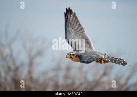 Captive Aplamado Falcon, (Falco femoral), being exercised.  Quebradas Backcountry Byway, Socorro co., New Mexico, USA. Stock Photo