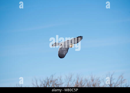 Captive Aplamado Falcon, (Falco femoral), being exercised.  Quebradas Backcountry Byway, Socorro co., New Mexico, USA. Stock Photo