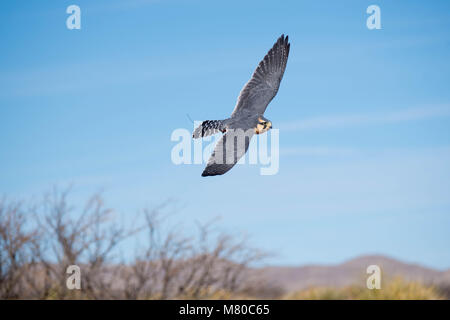 Captive Aplamado Falcon, (Falco femoral), being exercised.  Quebradas Backcountry Byway, Socorro co., New Mexico, USA. Stock Photo