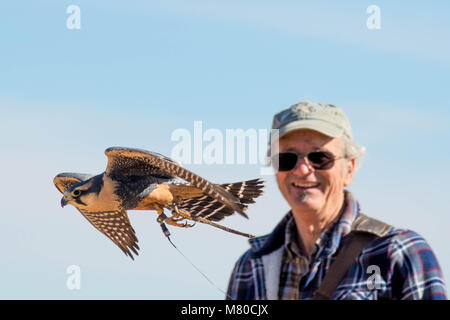 Captive Aplamado Falcon, (Falco femoral), being exercised.  Quebradas Backcountry Byway, Socorro co., New Mexico, USA. Stock Photo