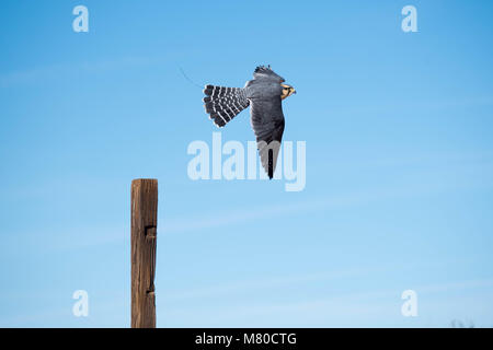 Captive Aplamado Falcon, (Falco femoral), being exercised.  Quebradas Backcountry Byway, Socorro co., New Mexico, USA. Stock Photo