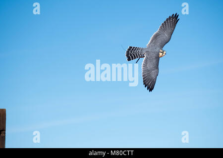 Captive Aplamado Falcon, (Falco femoral), being exercised.  Quebradas Backcountry Byway, Socorro co., New Mexico, USA. Stock Photo