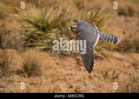 Captive Aplamado Falcon, (Falco femoral), being exercised.  Quebradas Backcountry Byway, Socorro co., New Mexico, USA. Stock Photo