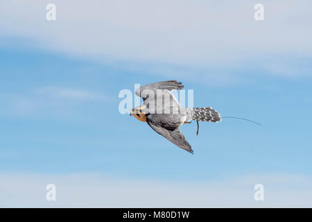 Captive Aplamado Falcon, (Falco femoral), being exercised.  Quebradas Backcountry Byway, Socorro co., New Mexico, USA. Stock Photo