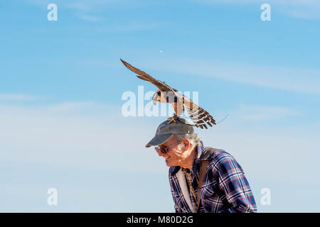 Captive Aplamado Falcon, (Falco femoral), being exercised.  Quebradas Backcountry Byway, Socorro co., New Mexico, USA. Stock Photo