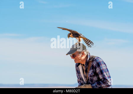 Captive Aplamado Falcon, (Falco femoral), being exercised.  Quebradas Backcountry Byway, Socorro co., New Mexico, USA. Stock Photo