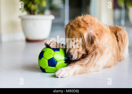Golden Retriever puppy with soccer ball Stock Photo - Alamy