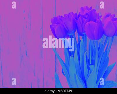 Banch of tulips color distirtion Stock Photo