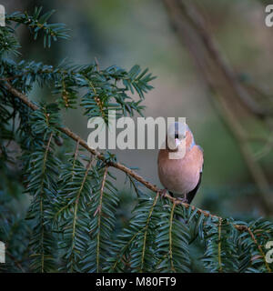 Beautiful portrait of male Chaffinch Fringilla Coelebs sitting in sunshine on branch of tree in forest Stock Photo