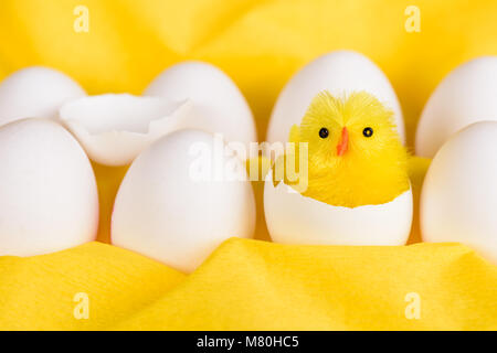 A cute little yellow easter chicken hatched out of a white egg among other white eggs against a yellow background. Stock Photo