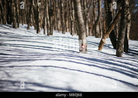 Hiking markers on a tree sticking from deep snow Stock Photo