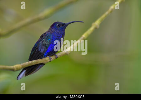 Violet Sabrewing - Campylopterus hemileucurus, beautiful blue hummingbird from Costa Rica La Paz. Stock Photo
