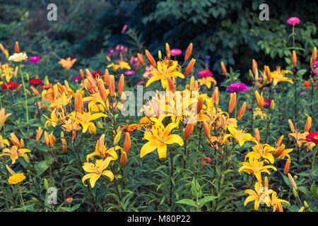 Close-up flowerbed with yellow lilies on green background.