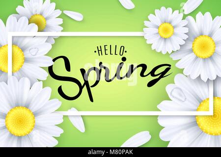 Hello spring. Seasonal poster. Camomiles flowers on a light green background. Text in a frame. Falling petals and drops of water. Vector illustration. Stock Vector