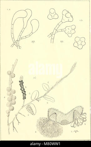 Bulletin du Jardin botanique de Buitenzorg (1911) (19818108393) Stock Photo