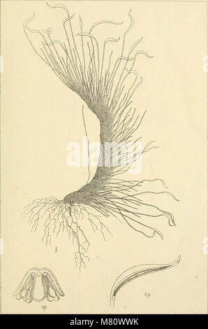 The 1914 Bulletin du Jardin botanique de Buitenzorg presents botanical studies, focusing on plant specimens, classifications, and horticultural research from the Buitenzorg Botanical Garden in Java. Stock Photo
