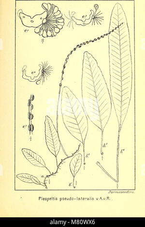 Bulletin du Jardin botanique de Buitenzorg (1918) (19816900254) Stock Photo