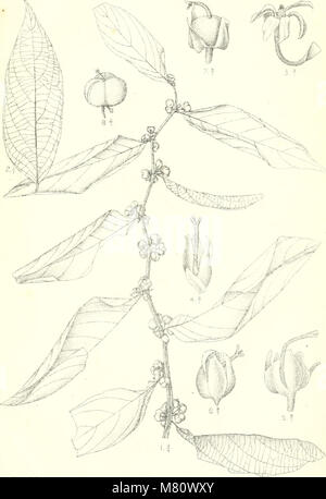 Bulletin du Jardin botanique de Buitenzorg (1918) (20252989839) Stock Photo