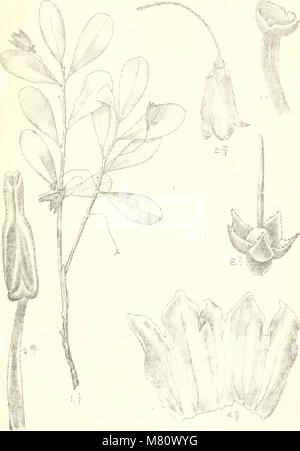 Bulletin du Jardin botanique de Buitenzorg (1918) (20439687805) Stock Photo