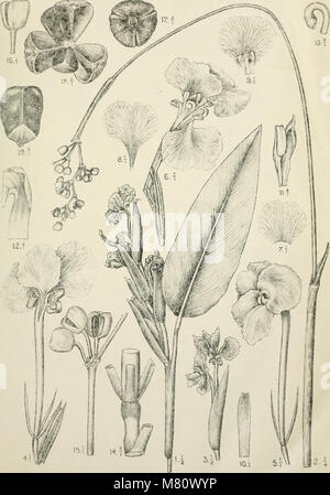 Bulletin du Jardin botanique de Buitenzorg (1920) (20252485709) Stock Photo