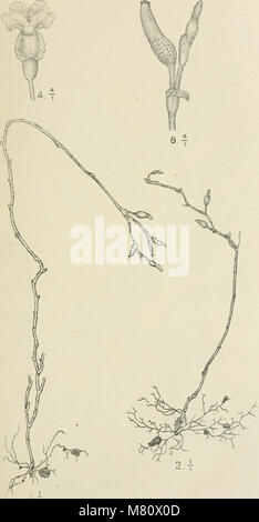 The 1922 Bulletin du Jardin Botanique de Buitenzorg covers botanical research and plant studies conducted at the Buitenzorg Botanic Garden, focusing on plant species and cultivation techniques. Stock Photo