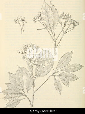 Bulletin du Jardin botanique de Buitenzorg (1922) (20251543998) Stock Photo