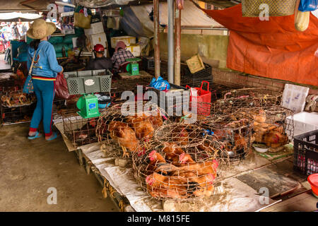 Chickens for sale at the indoor market in Hoi An, Vietnam Stock Photo