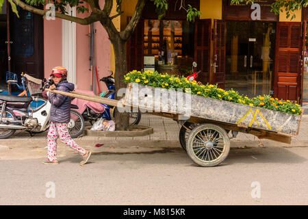 A small woman pulls a large handcart containing 'lucky' yellow chrysanthemums to celebrate the Chinese Lunar New Year in Hoi An, Vietnam Stock Photo