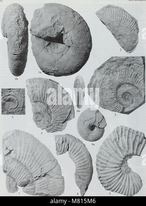 Bulletin of the Natural Histort Museum. Geology series (1998) (19873243653) Stock Photo