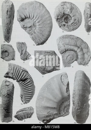 Bulletin of the Natural Histort Museum. Geology series (1998) (19873332013) Stock Photo