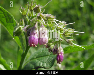 comfrey 3 Stock Photo