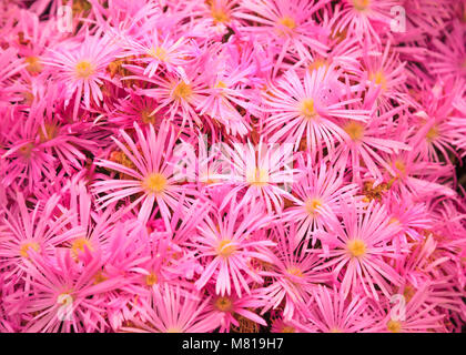 Flowering Plant in Aizoaceae Family: Pink Livingstone Daisies or Buck Bay vygies, Ice Plant or carpet weed, and Ruschieaes Flowers. Colorful Blossomin Stock Photo