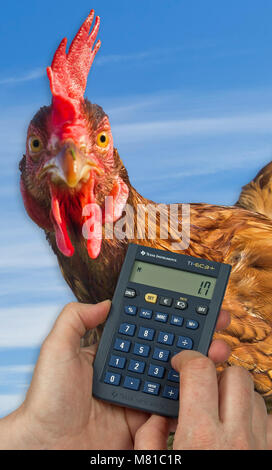 Laying hen costs Stock Photo