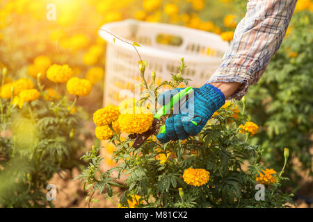 Local Thai worker or gardener keeping Marigold flower in field at northern of Thailand Stock Photo