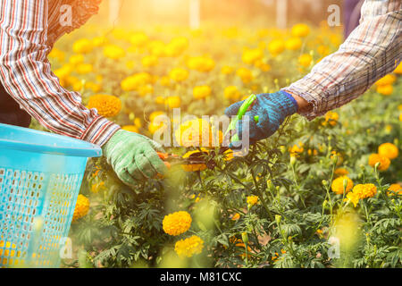 Local Thai worker or gardener keeping Marigold flower in field at northern of Thailand Stock Photo