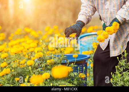 Local Thai worker or gardener keeping Marigold flower in field at northern of Thailand Stock Photo